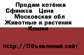 Продам котёнка Сфинкса › Цена ­ 6 000 - Московская обл. Животные и растения » Кошки   